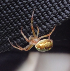 Novaranea queribunda