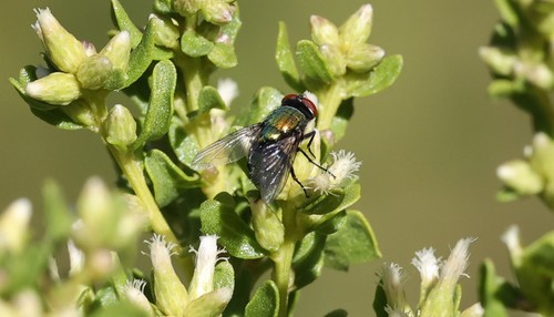photo of Common European Greenbottle Fly (Lucilia sericata)