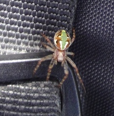 Novaranea queribunda