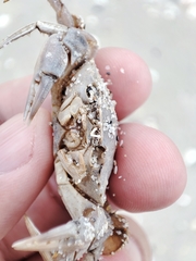 Liocarcinus holsatus