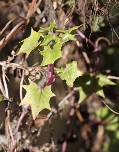 photo of Cape-ivy (Delairea odorata)