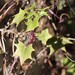 photo of Cape-ivy (Delairea odorata)