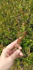 Cladium mariscoides