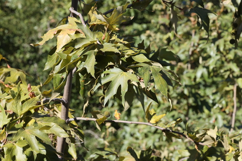 photo of Western Sycamore (Platanus racemosa)