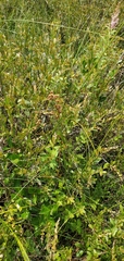 Cladium mariscoides