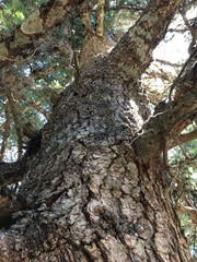 Abies cephalonica