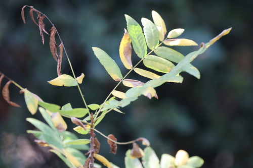 photo of Southern California Walnut (Juglans californica)