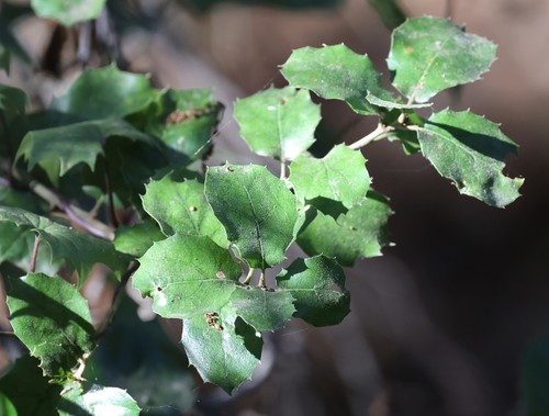 photo of California Scrub Oak (Quercus berberidifolia)