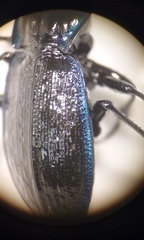 Carabus serratus