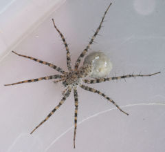 Pardosa mercurialis