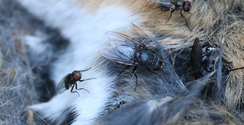 photo of Black Blow Fly (Phormia regina)