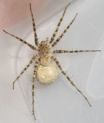 Pardosa mercurialis