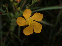 Hypericum virgatum