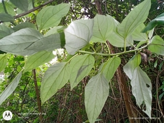 Sinclairia sericolepis