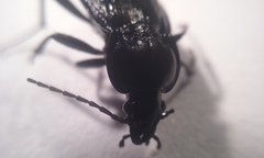 Carabus serratus