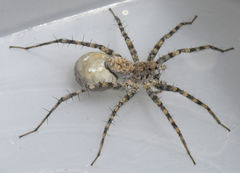 Pardosa mercurialis