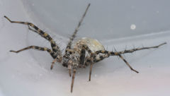 Pardosa mercurialis