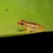 Brazilian Coastal Treefrog - Photo (c) Flávio Mendes, some rights reserved (CC BY-NC), uploaded by Flávio Mendes