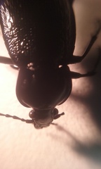 Carabus serratus