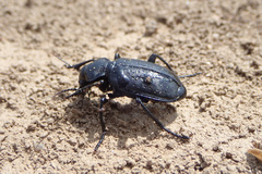 Calosoma maderae