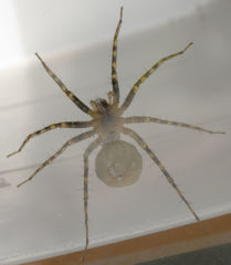 Pardosa mercurialis