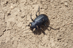 Calosoma maderae