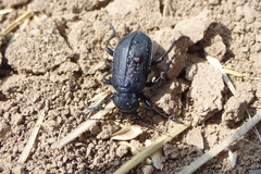 Calosoma maderae