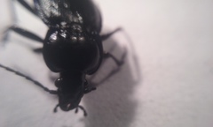 Carabus serratus