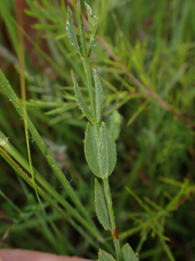 Hypericum virgatum