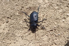 Calosoma maderae