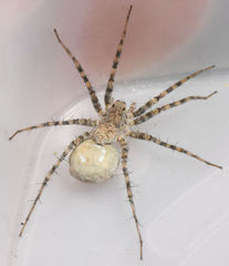 Pardosa mercurialis