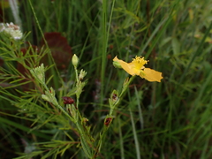 Hypericum virgatum