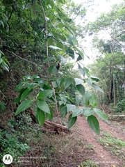 Sinclairia sericolepis