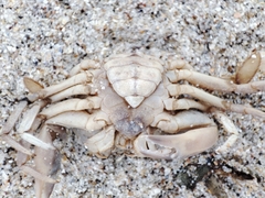 Liocarcinus holsatus