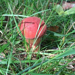 Boletus rubroflammeus