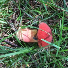 Boletus rubroflammeus