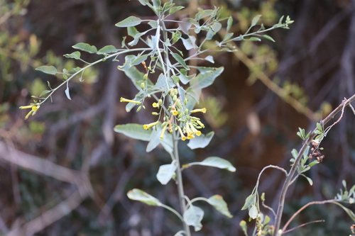 photo of Tree Tobacco (Nicotiana glauca)