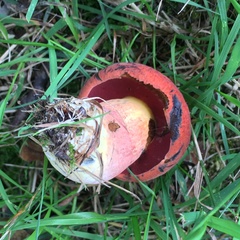 Boletus rubroflammeus
