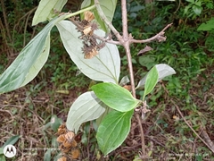 Sinclairia sericolepis