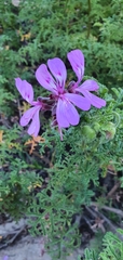 Pelargonium denticulatum