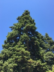 Abies cephalonica