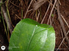 Sinclairia sericolepis