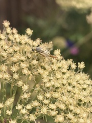 Terellia fuscicornis