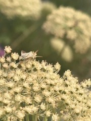 Terellia fuscicornis