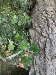 Populus alba