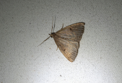 Zanclognatha laevigata