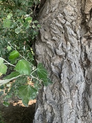 Populus alba