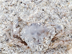 Liocarcinus holsatus