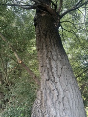 Populus alba