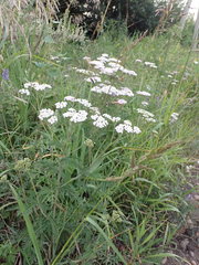 Achillea asiatica
